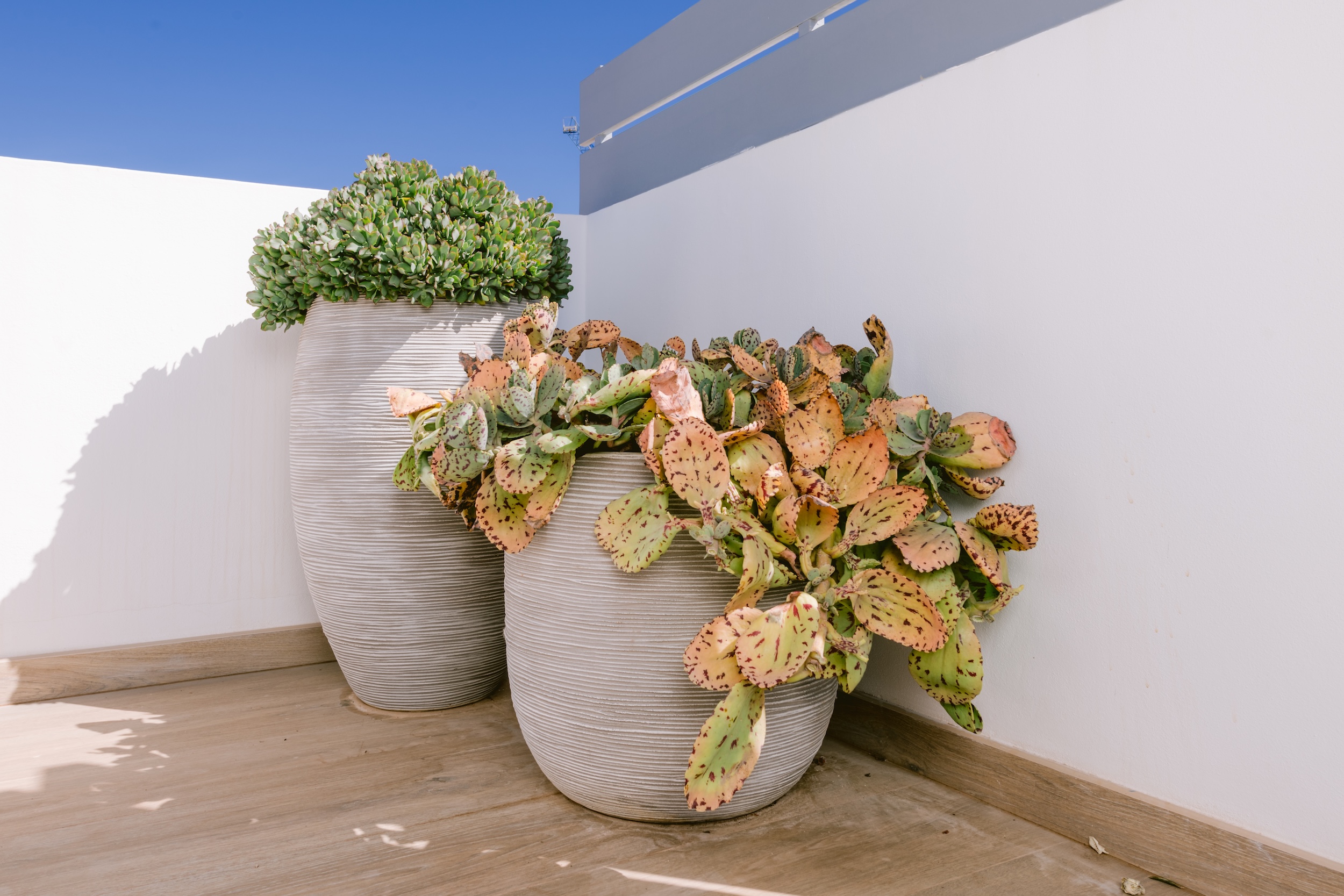 Casa Kiwi image 42