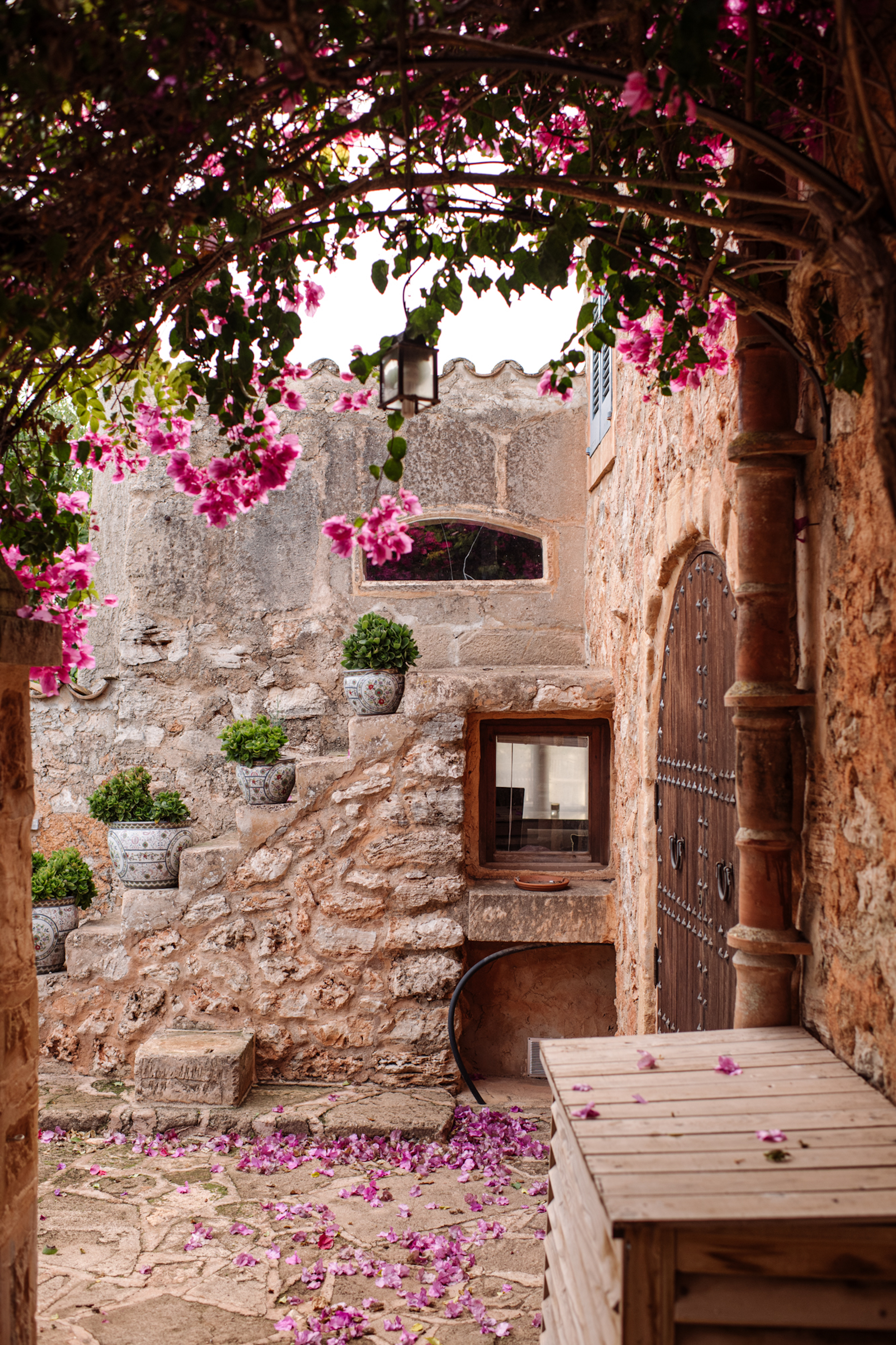 Can Papaya image 72