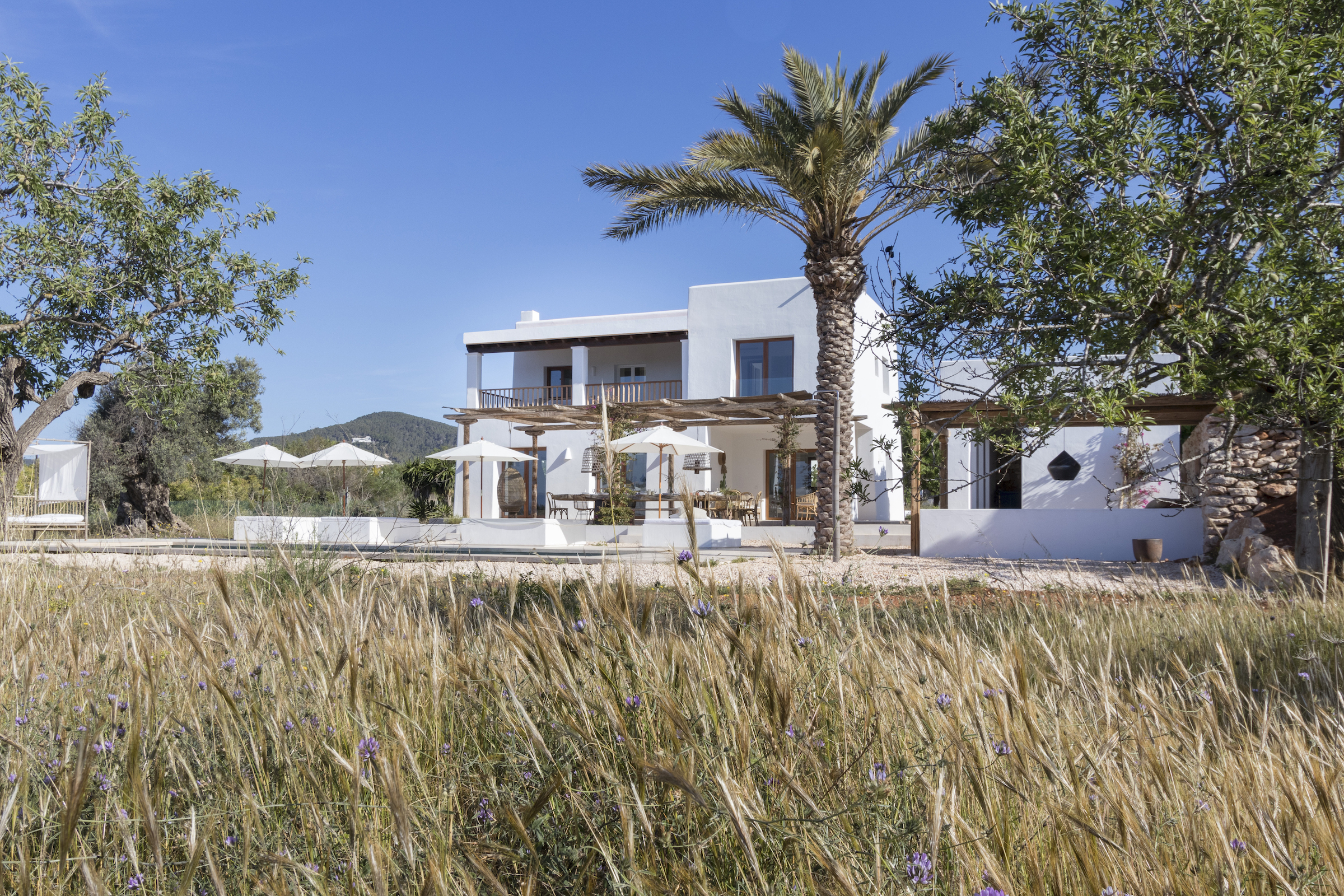 Paloma Blanca image 36